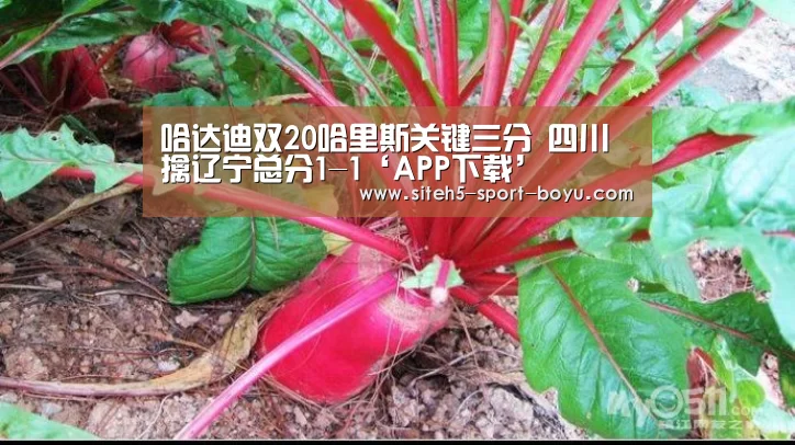 哈达迪双20哈里斯关键三分 四川擒辽宁总分1-1‘APP下载’(图2) 官方应用